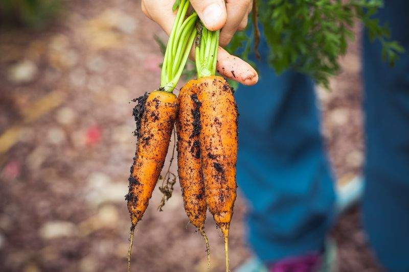 Buenas prácticas para cuidar el cultivo durante los meses fríos