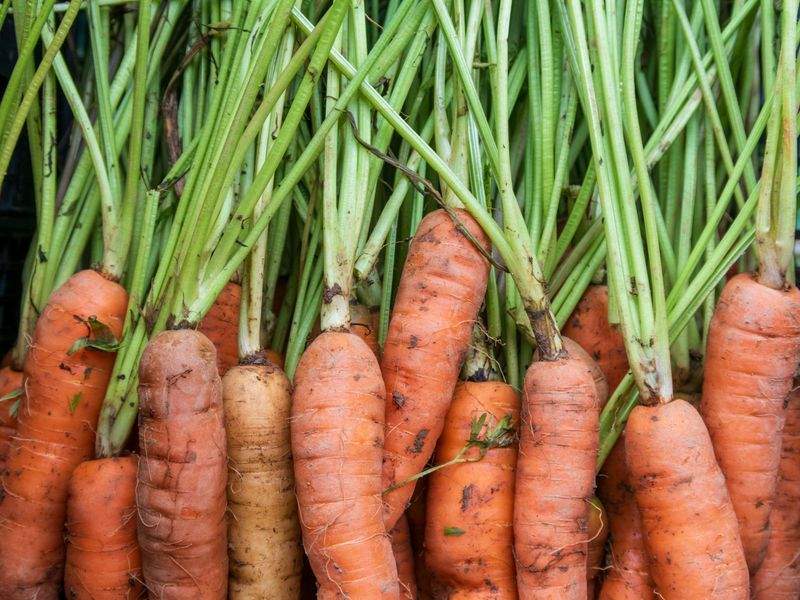 Cultivo de hortalizas y frutas